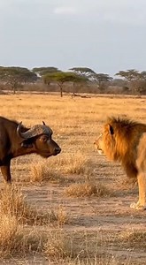 When survival kicks in, fear disappears 😳💨 Lion vs Buffalo 🦁🐃 | Wild Moments