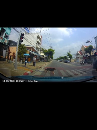 แบบนี้ใครผิดครับ ฝั่งผมไฟเขียวแต่น้องมาถึงลงเดินข้ามทางม้าลายมาเลยโดยฝั่งน้องน่าจะยังเป็นไฟแดงอยู่ .... #เธอโผล่มาจากไหนฉันก็ไม่รู้ #สัตว์เลี้ยงtiktok #สัตว์โลกน่ารัก #dogsofttiktok #หมาน่ารัก