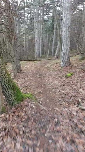 Running Thru Nature : Running Thru Woods : Keep Doin' This!