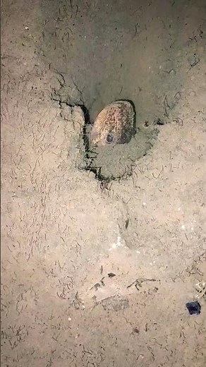 kejadian diluar nurul dari balik lumpur tiba tiba nonggol #belut #berandayoutube #videoshorts