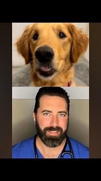 Veterinarian breaks down why dogs do 'chompies' or excessive biting of air