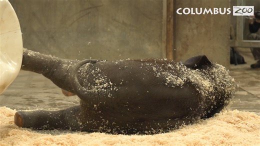 49K views · 3.2K reactions | Oh, "buoy!" Frankie is at it again with one of his favorite enrichment toys.  | Columbus Zoo and Aquarium | Facebook