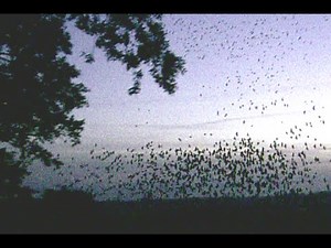 Rook And Jackdaw Murmurations