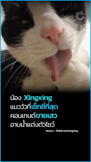 นี่คือน้อง "แมววัวสายเสว" ที่บอกเลยว่ากำลังมาแรงสุด ๆ ในตอนนี้เลย เรื่องของเรื่องคือผมเลื่อนไถดูคลิปในต็อก ๆ ไปเรื่อย ๆ ก็มาสะดุดเจอกับช่องนี้โดยบังเอิญ ชื่อช่องว่า asirxingxing คลิปในช่องก็ไม่มีไรมากครับ เป็นน้องแมววัวตัวนึงชื่อว่าน้อง Xingxing มา "อาบน้ำแต่งตัว" ให้เราดู แล้วมุมกล้องก็นะ คือจะเป็นจังหวะที่น้องกำลังเลียขนตัวเอง แล้วกล้องก็จะเสยเข้าไปแบบสโลวโมชัน พร้อมกันนั้นสายตาของน้องก็จะจ้องมาที่กล้อง เลยทำให้กลายเป็นฉากเสว ดูเซ็กซี่ไปโดยปริยาย แต่ละคลิปนี่คนดูหลักหลายล้านวิว บางคลิปปาไปเกือ