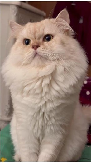 cat | funny video | funny cat | viral video | amazing cat