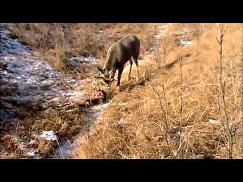 Deer Hunting Footage: Amazing!!!