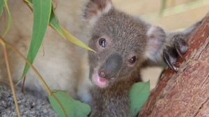 4.5M views · 323K reactions | The cutest Koala Compilation of all...