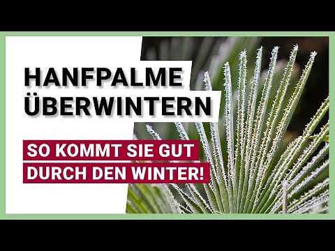 Hemp palm: How to overwinter correctly for healthy growth in the new year