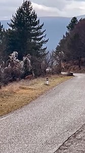 Ci sono momenti in cui l’Abruzzo smette di essere solo un paesaggio e diventa un incontro. Un branco di cervi che attraversa la strada all’improvviso, lo sguardo che si incrocia per pochi istanti, il silenzio che prende il posto delle parole. È in questi attimi che la natura si racconta con delicatezza, ricordandoci che qui l’equilibrio tra uomo e ambiente è fatto di rispetto, attesa e meraviglia. Un Abruzzo che si lascia vivere con lentezza, senza mai alzare la voce. 🎥 Wolftour discover Abruzz