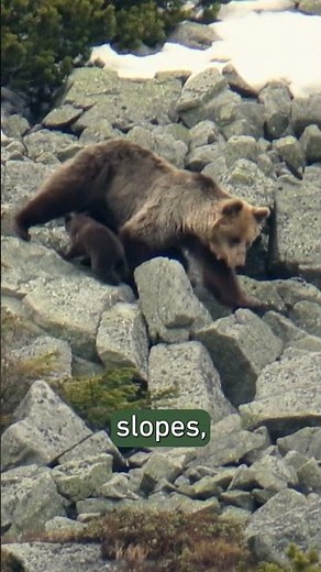 The Mountain Range Where Europe's Rarest Animals Survive #wildlife #documentary #animals