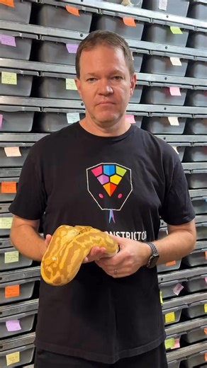 50% off sale! I started breeding reptiles, including Ball Pythons in 2000 and it’s hard to believe 25 years has gone by! I almost forgot to celebrate it until it was too late! You can place an order through my website www.royalconstrictordesigns.com and use the promo code GJD50 at the end of checkout to get 50% off your order! I’ll contact you to set up a ship date when weather permits after the holidays! Have a Merry Christmas, Happy Holidays and a Happy New Year! #python #pythonregius #royalpy