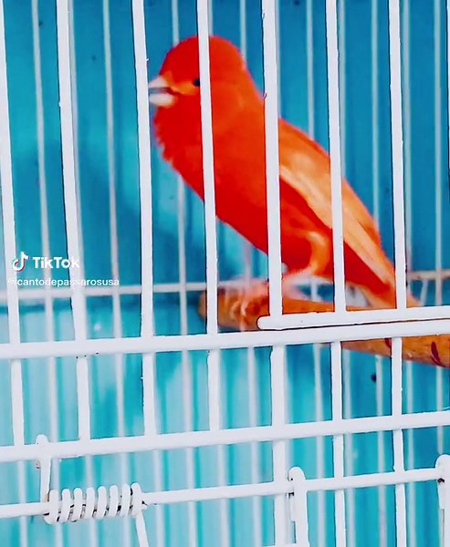 Red factor canary singing #canary #birds #birdslove #birdsoftiktok #pet #pets #petsoftiktok #birdsofprey #canarios #pajaros #canariobelgadefibra #canariobelga