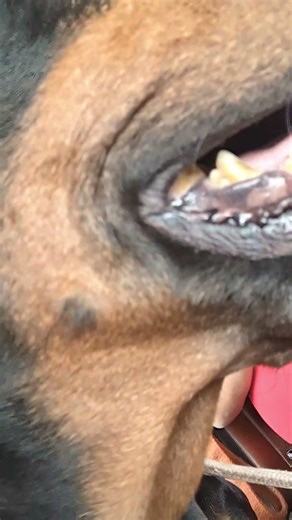 secret vet visit 😄 #shorts