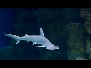 Live bonnethead shark feeding!