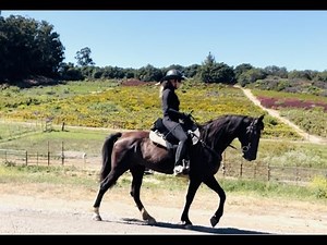 Flat Walk - Description and How to Get It - Tennessee Walking Horse - Tilley -Gaited Horses