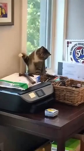 Funny cats memes #cat #kitten #cutecat #funny #funnycat #cats #cute #animal #fyp #CatsOfInstagram #CatLover #MeowMonday #CatLife #KittyLove #CuteCats #CatsofWorld #InstaCat #FelineFriends #Purrfect #CatNap #KittenLove #CatsofIG #WhiskerWednesday #CatPhoto #CatCuddles #FurryFriends #CatFamily | CatDog TheBest