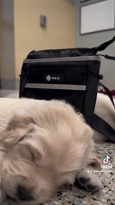 45 reactions · 5 comments | POV: You're dreaming about the treats you're going to get during service dog training! Whether our service dogs are learning in the puppy enrichment program, mastering new tasks in advanced training, or serving alongside their partners in their 4 Paws vests, nothing beats a long nap and a DOGiD.com Schitty Kit packed with their favorite treats. | 4 Paws For Ability | Facebook