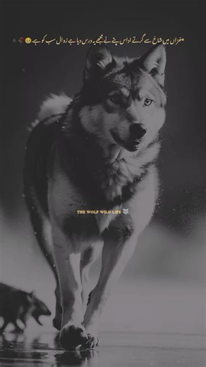 #trending #viralcontent #millionlikes #wildlifevideos #foryou