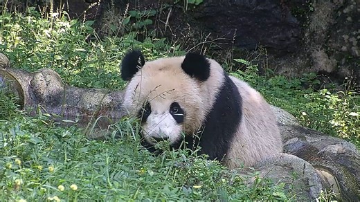 Oops, took a sip of my bathwater and got dizzy with sweetness! (Zi Su) #panda #bath #HiPanda #CCRCGP #PandaLife For more panda information, please check out: https://en.ipanda.com | iPanda
