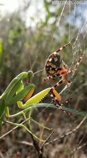 Mantis vs Giant Spider (Caught on Ring Camera)