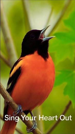 Baltimore Oriole Singing in HD – Real Bird Sounds for Relaxation, Study & Birdwatching