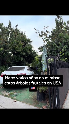 Frutas de nuestro país🇸🇻 | fruit