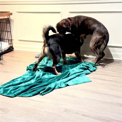 Sarah Sanderson found herself a friend in her foster home and loves to play!