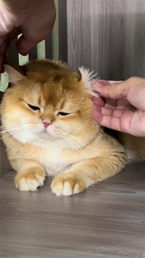 Mèo Tên Mỡ: Video Pet Dễ Thương Nhất