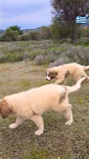 Ελληνικά ποιμενικα κουταβια Άττικα Φαρμ #dog #puppy #σκύλοσ #doglife #cute #dogstagram #sheep