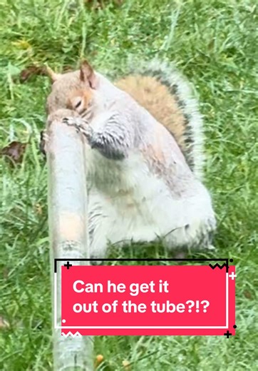 Squirrel Solves Peanut Tube Challenge