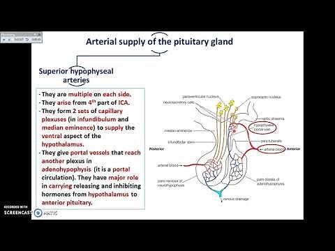 The Pituitary Gland (2) - Divisions and Blood supply - Dr. Ahmed Farid