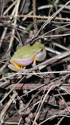 Sound of a Tree Frog