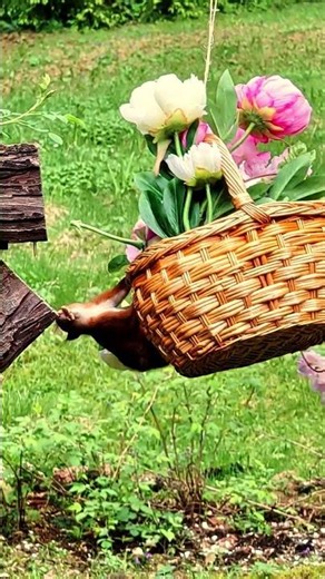 Eichhörnchen im Pfingstrosen-Korb-Karussell 🐿️🌸