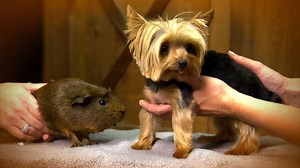 118K views · 2K reactions | Meet the dog who has the record for the world's smallest working dog, weighing in at 2.5 pounds. #WorldsSmallestPets | National Geographic Animals | Facebook