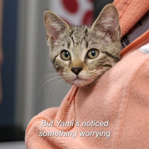 476K views · 13K reactions | Two parasites found in cat’s poo sample  | Bondi Vet | Facebook