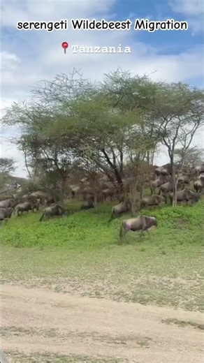The Wildebeest Migration Spectacle #safaritanzania