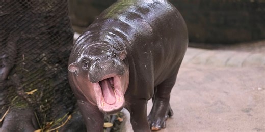 Man arrested after climbing into pygmy hippo enclosure at zoo
