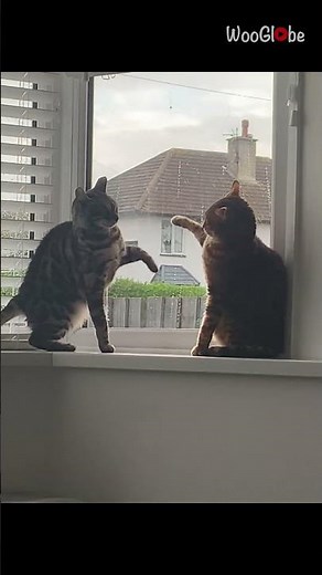 Bengal Cats Fighting: From Silence to Furry Frenzy || WooGlobe