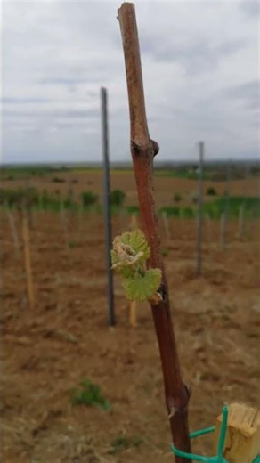Memories from Our 2020 Vineyard Plantation ⏳🌱🍇