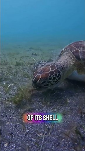 Predator Instinct: Sea Turtle Ambushes Small Prey #MarineLife #SeaTurtle #PredatorPrey