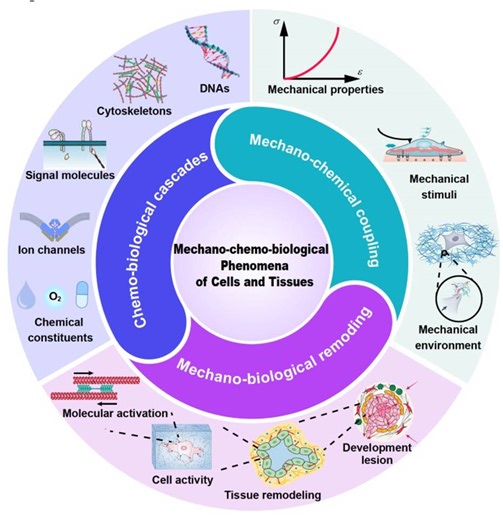A New Theory for How Tissues Grow, Break, and Heal | Newswise