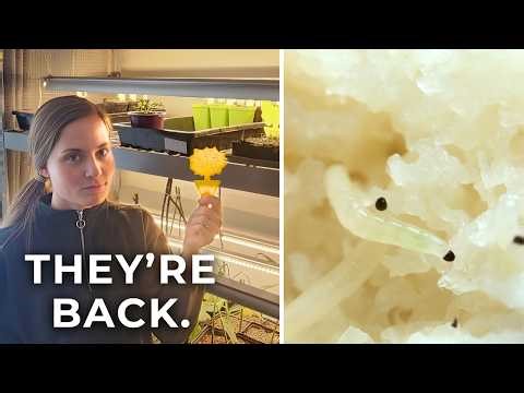 Fungus Gnats in Seed Starting: What They Are & How to Get Rid of Them