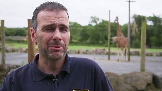 Giraffe Heights enclosure