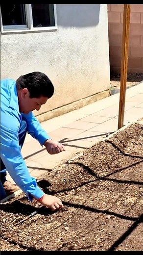 How to plant cucumber seeds #shorts #homegarden