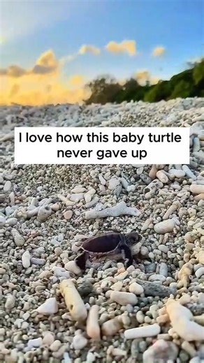 131K views · 6.3K reactions | I love this baby turtle never gave up | David Wolfe | Facebook