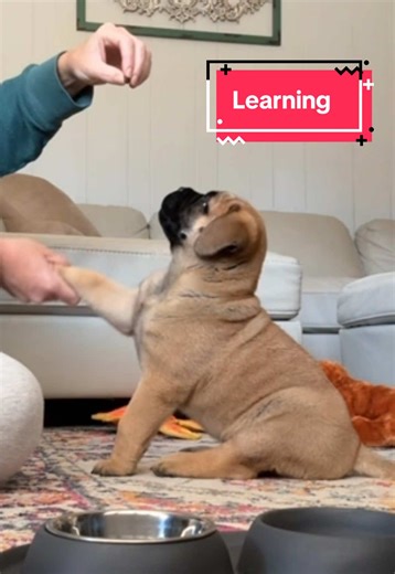Baby Fonz's Adorable Sitting and Shaking Moments
