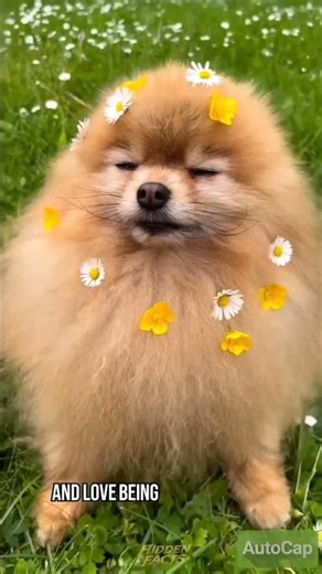 Top 3 Cutest Pets That Will Melt Your Heart! #animalfacts #wildlife #shorts