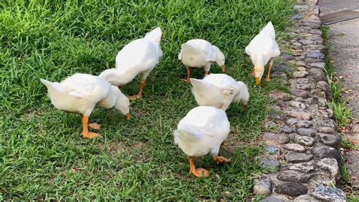 【東武動物公園】ガチョウの子供たちの道草タイム【シナガチョウ】