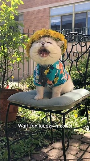 The loudest cat meow! Sound to attract cats! #cat #meow #catsounds