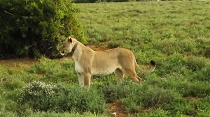 How a Dog Saved Abandoned Lion Cubs and What Happened Two Years After